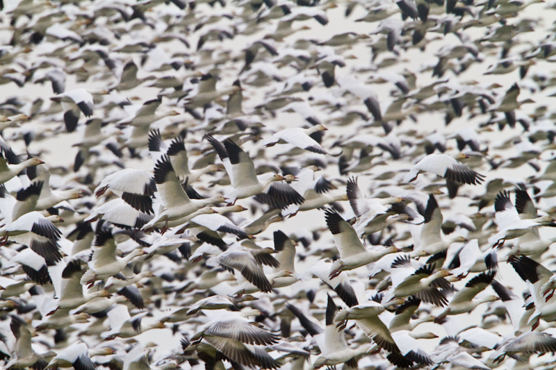 Snow Geese In Flight